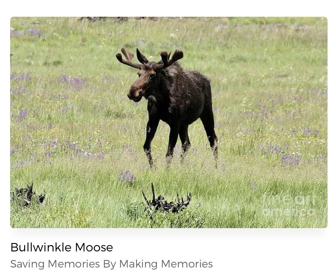 erinmdorffette's tweet photo. Check out this photograph of a #bullmoose in #colorado at #rockymountainnationalpark!#moose #bullwinkle #NationalPark https://t.co/QvhyLpD14L https://t.co/XIp8FroiCD