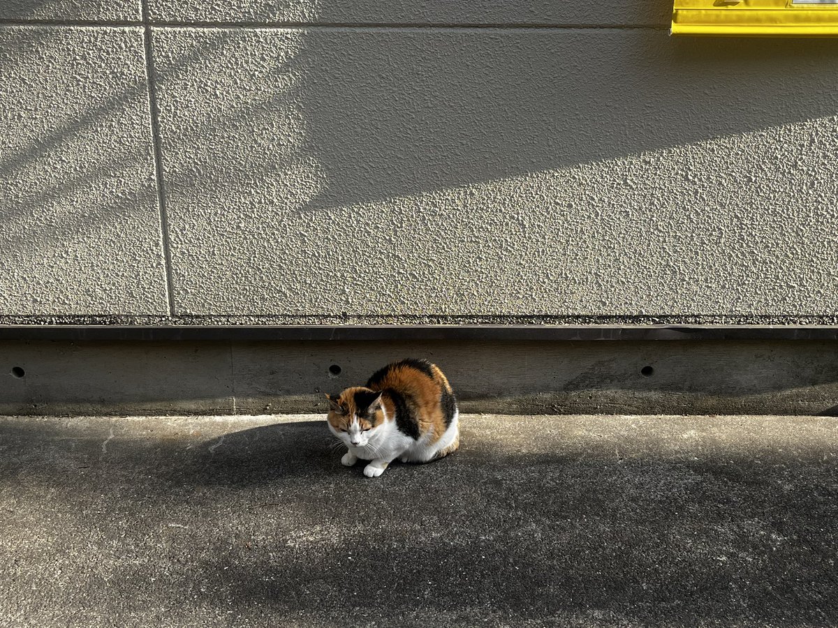 ゆうすけ@愛憎と85番に色々捧げる人 tweet media