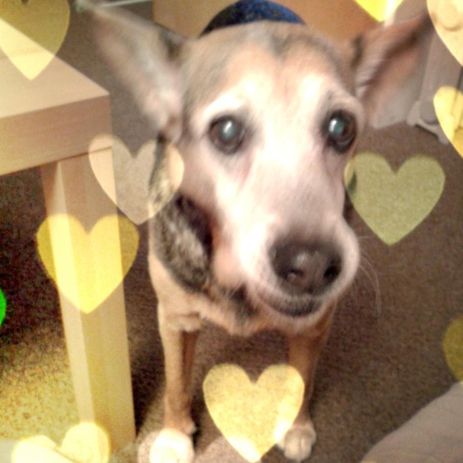 Mybus_UK's tweet image. 先週まで英国ケンネルクラブが主催する、130年以上の歴史を持つ世界最大・最高峰のドッグショーCruftsが行われましたが、スタッフの愛犬&amp;amp;愛猫達も負けを劣らず毎日オーナーを癒やしてくれる大切な家族です🐶😺 

Chobi、Yuki、Scooter、 Eustacia

#Crufts
#ペット
#愛犬愛猫
#イギリスの動物