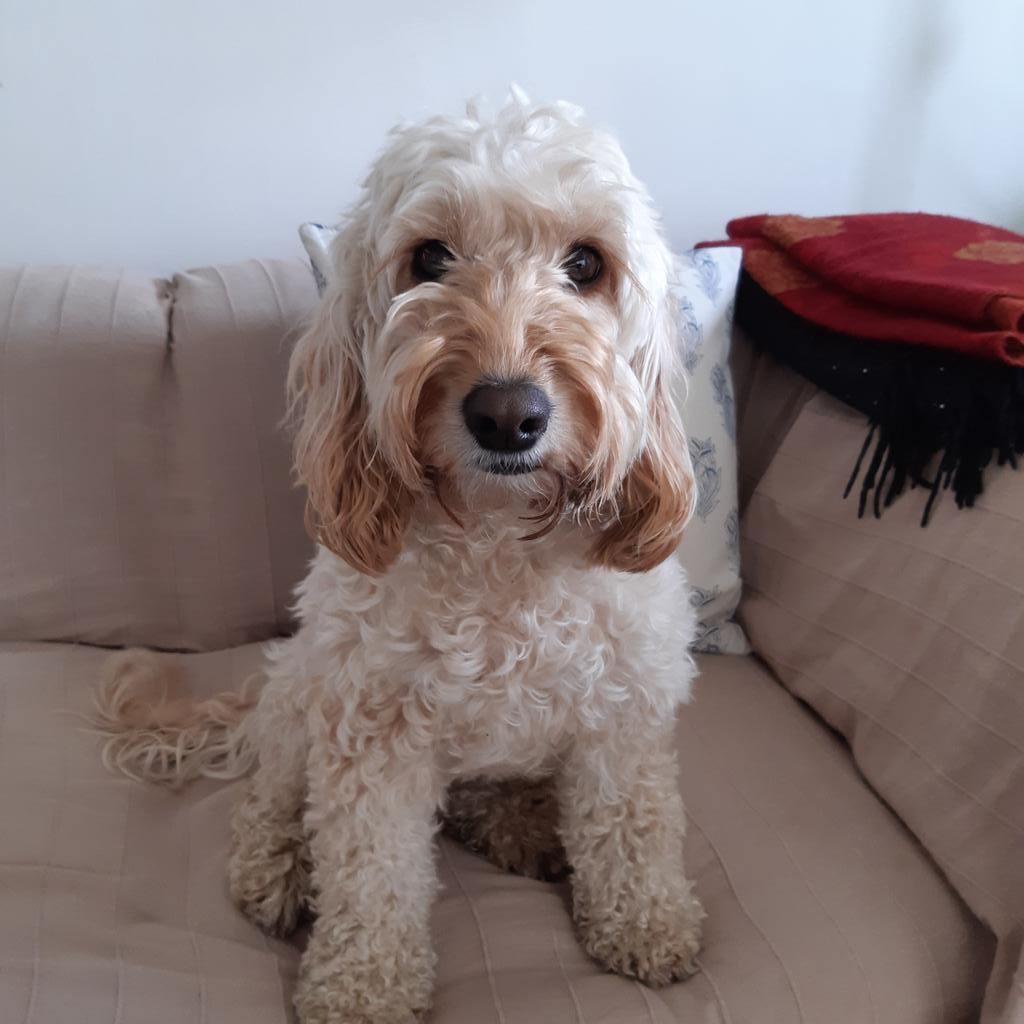 Mybus_UK's tweet image. 先週まで英国ケンネルクラブが主催する、130年以上の歴史を持つ世界最大・最高峰のドッグショーCruftsが行われましたが、スタッフの愛犬&amp;amp;愛猫達も負けを劣らず毎日オーナーを癒やしてくれる大切な家族です🐶😺 

Chobi、Yuki、Scooter、 Eustacia

#Crufts
#ペット
#愛犬愛猫
#イギリスの動物