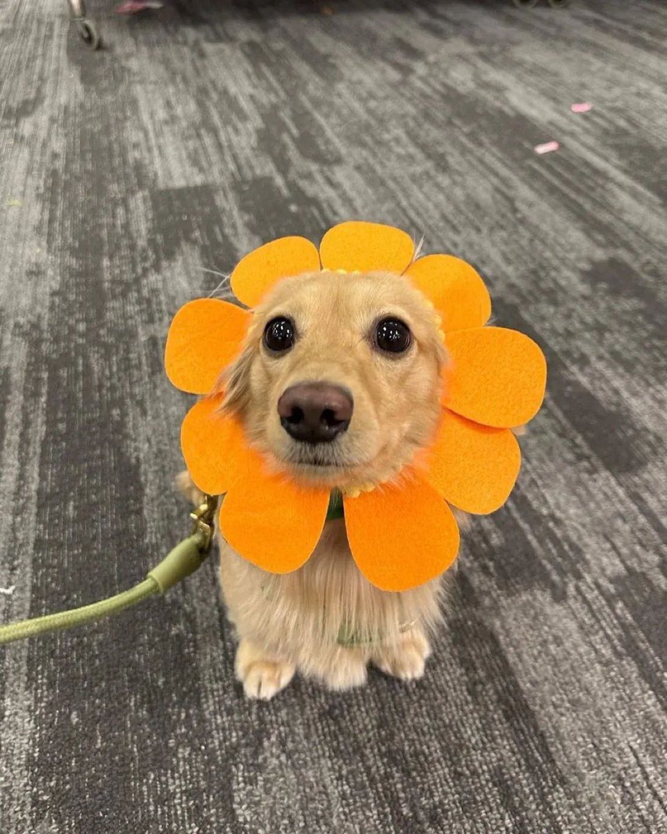everything dogs 🐶 tweet media