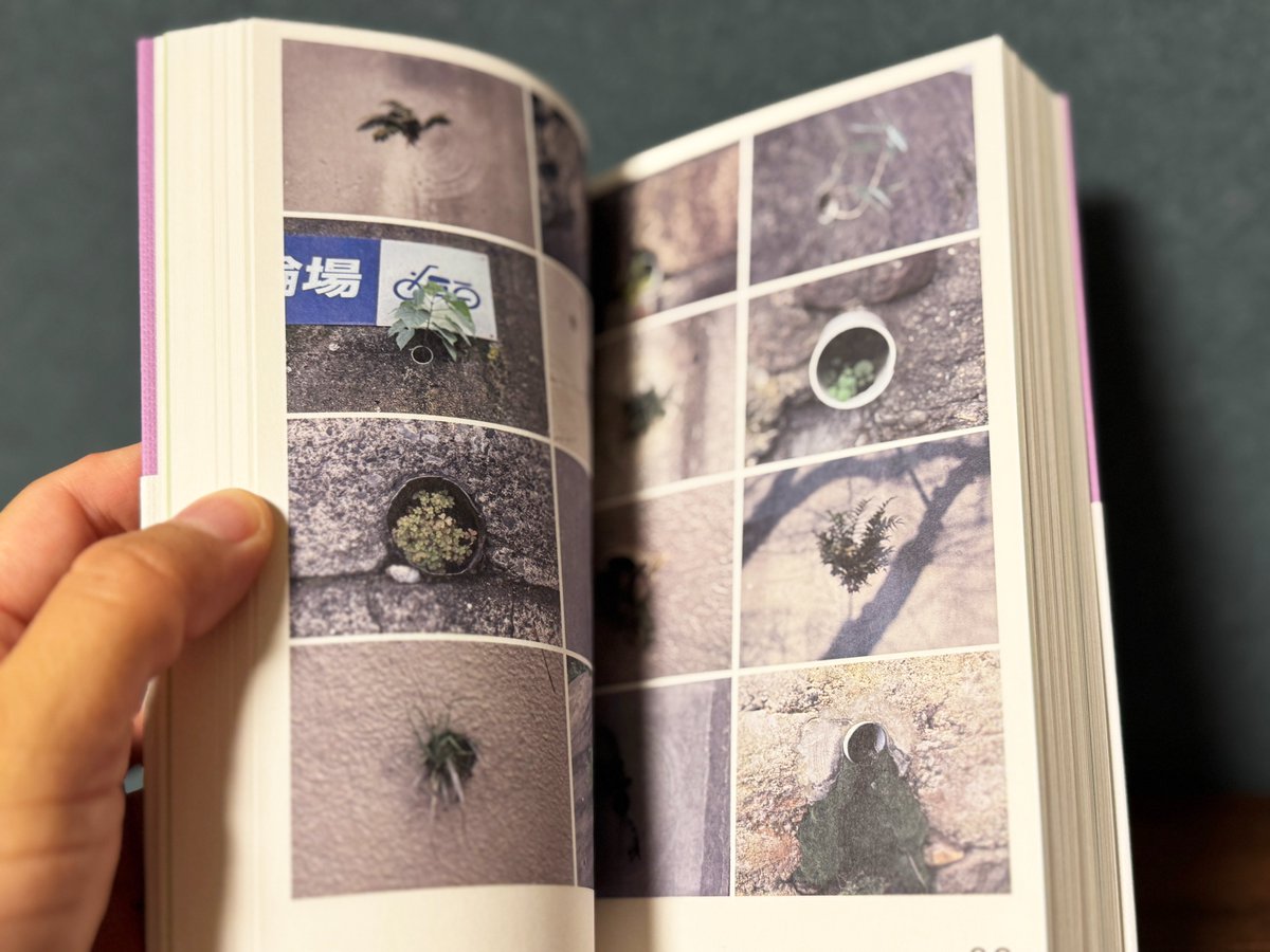 村田あやこ | 路上園芸学会 tweet media