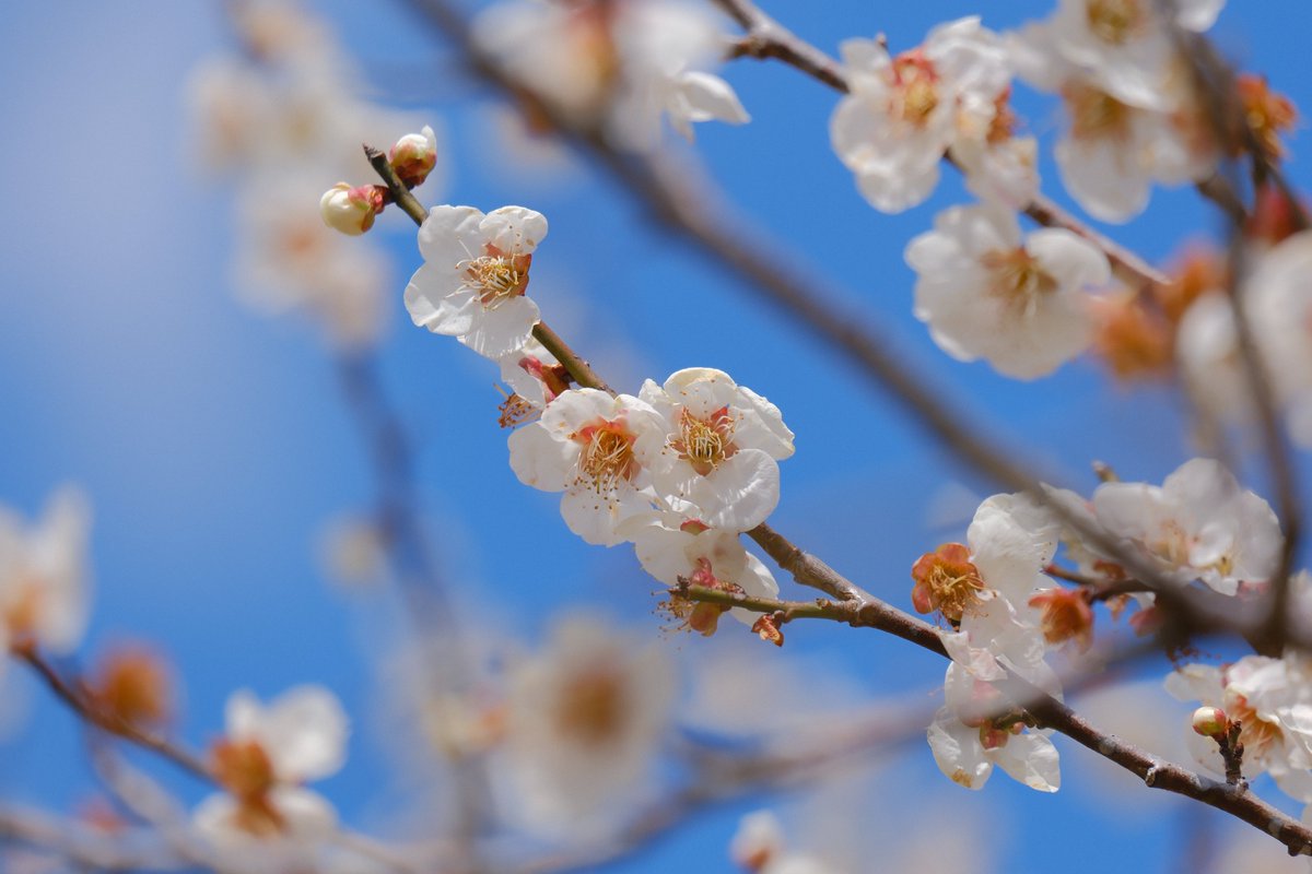 モルゲン@惹き合うG18 tweet media