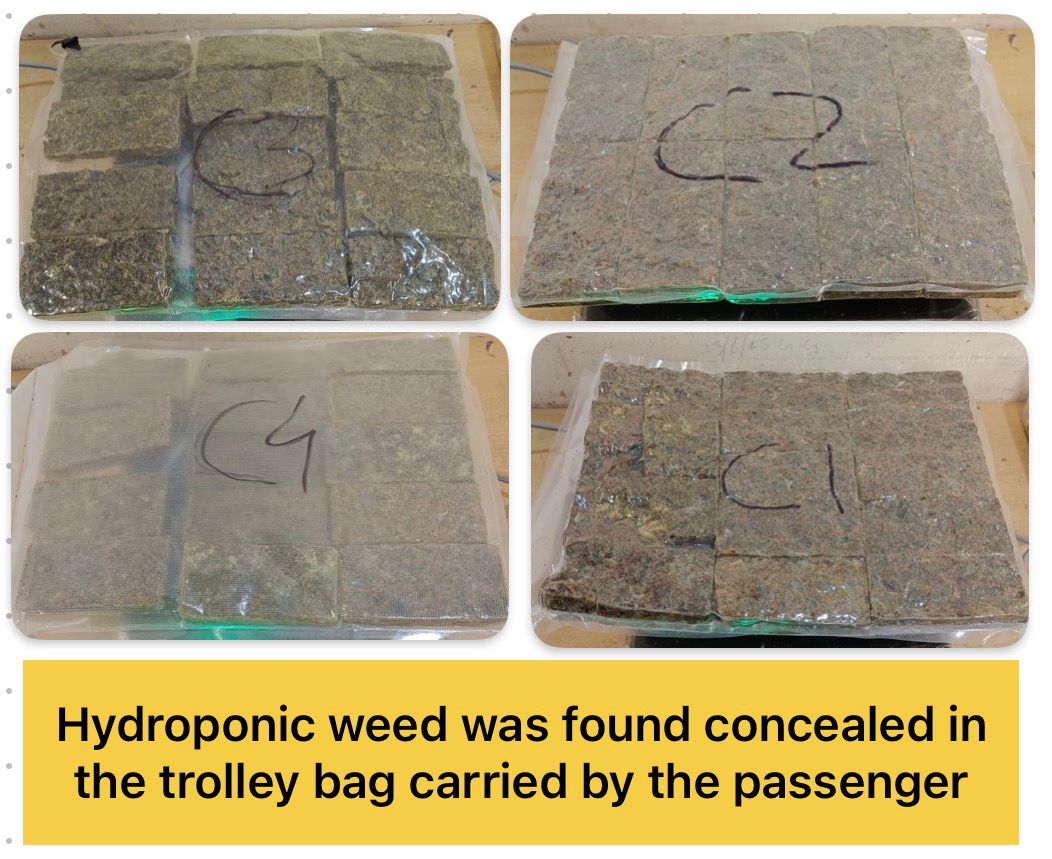 mumbaicus3's tweet photo. Between 03.03.2026 and 10.03.2026, Mumbai Customs Zone–III (Airport) effected significant seizures including 12.530 kgs of suspected NDPS (Hydroponic Weed), valued at approximately Rs. 12.530 crores in the illicit market and 409 grams Gold valued at Rs. 49.9 lacs. 
06 passengers were arrested.