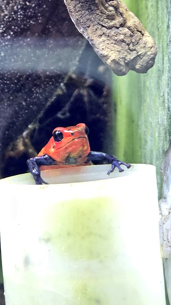 ぺSHIDA tweet media