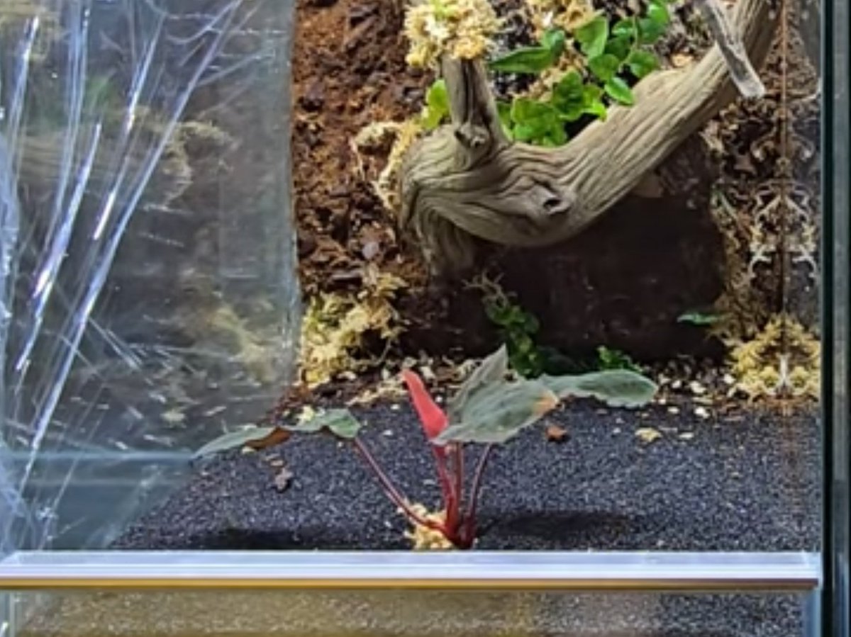 ぺSHIDA tweet media