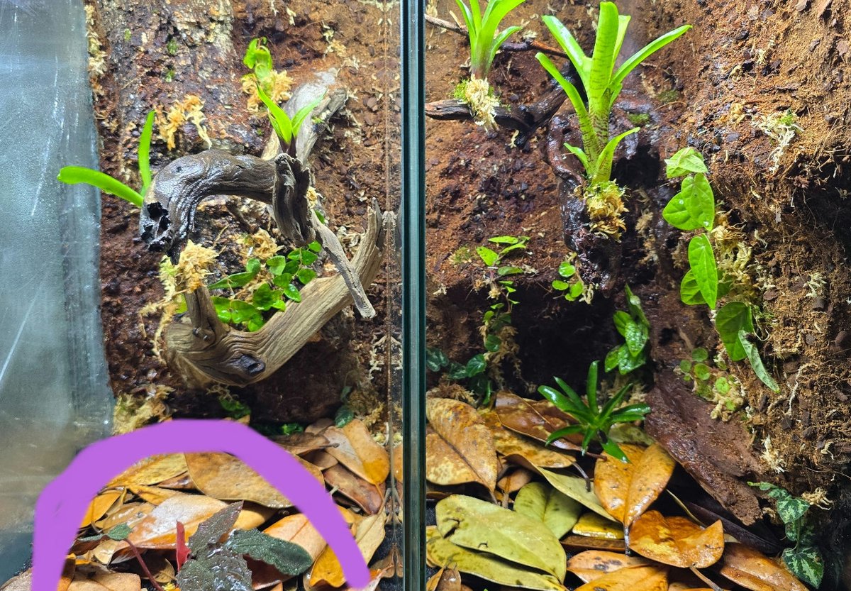 ぺSHIDA tweet media