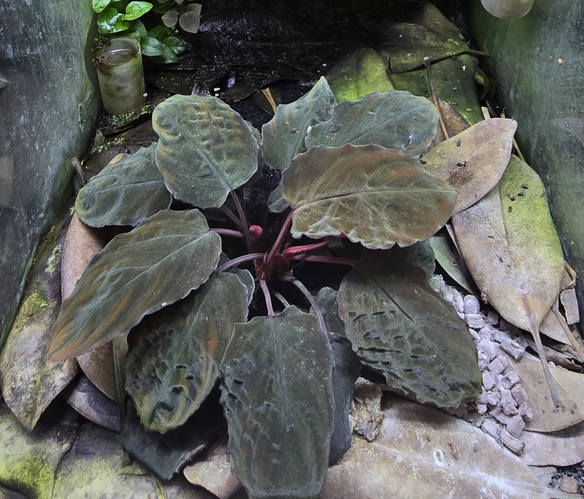 ぺSHIDA tweet media