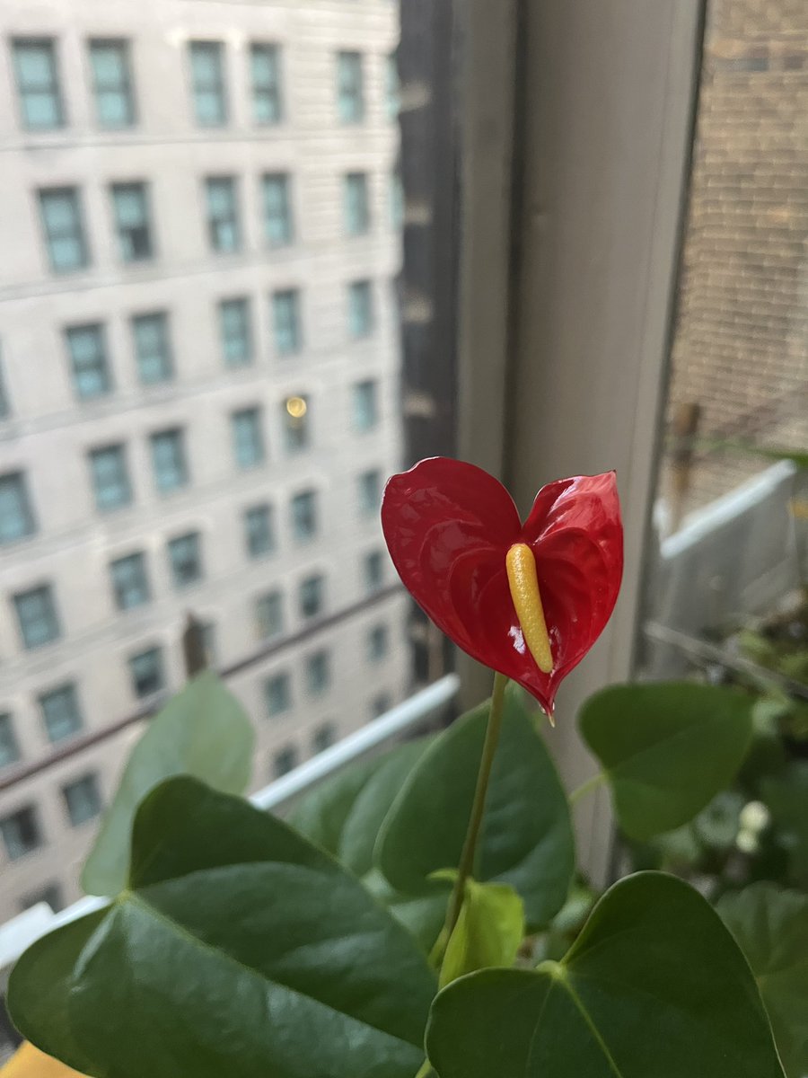 M M De Voe tweet media