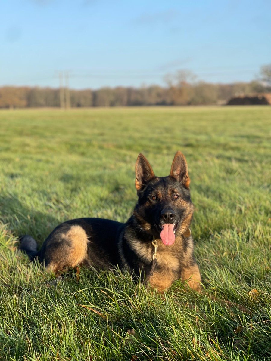 BCH Police Dogs tweet media