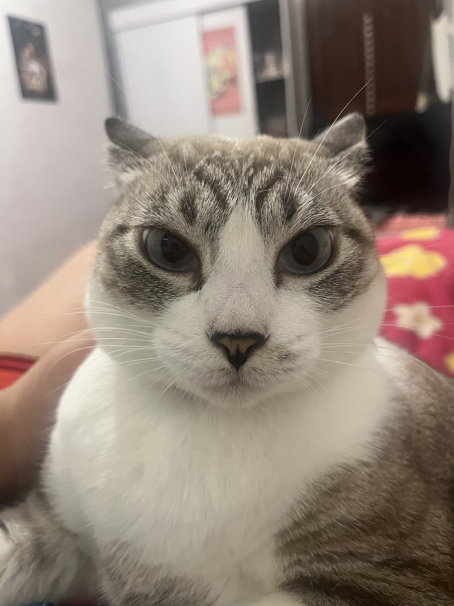 dra bruna hime .𐙚 ̊ tarot tweet media