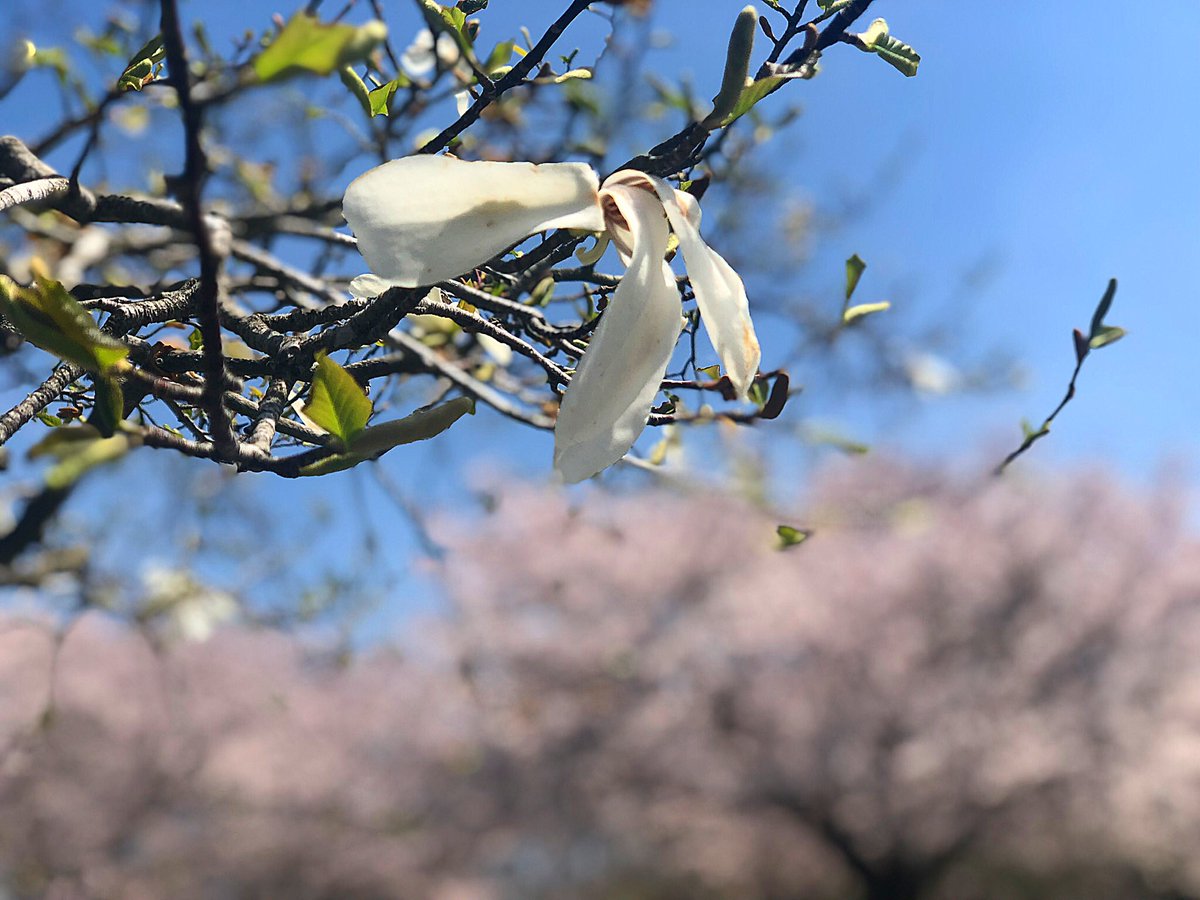 クロダセイイチ tweet media