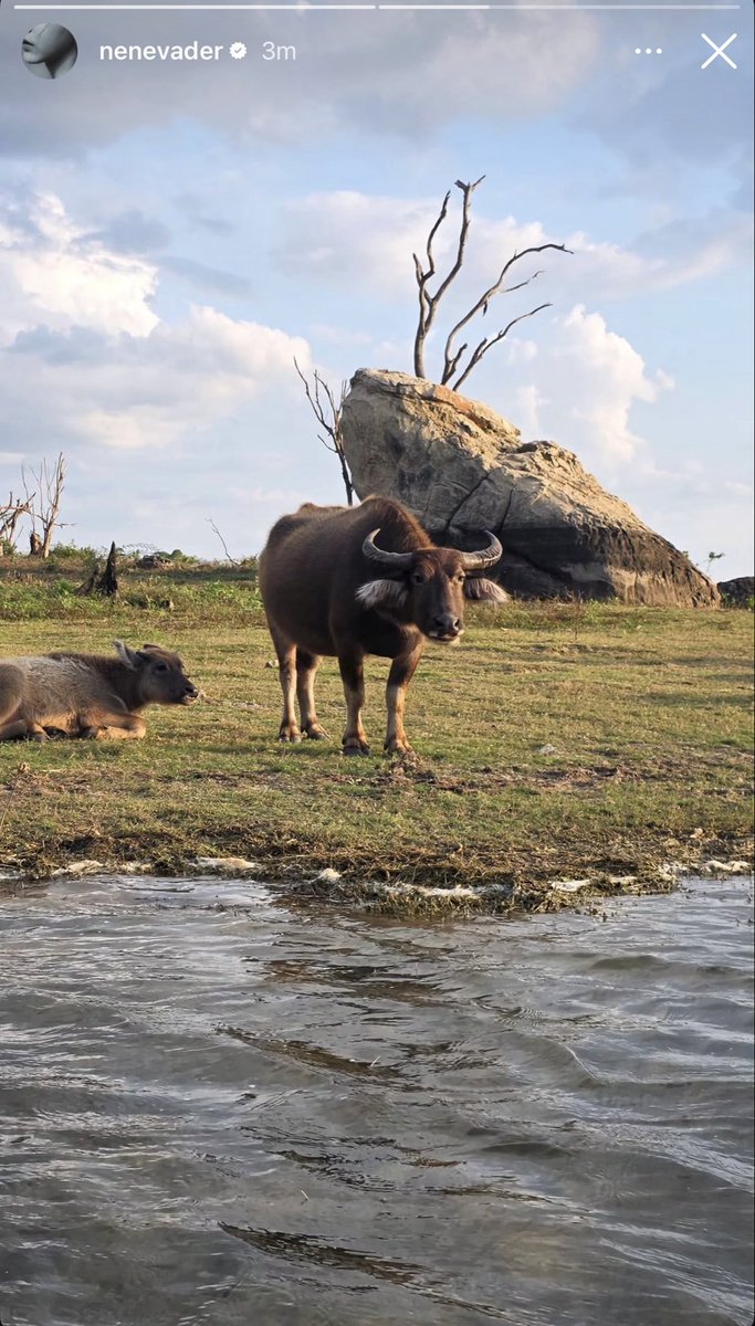 gophosri's tweet photo. ไปเที่ยวไหนนะเนเน่ 👀🦆🐃🐕
#nenvader #เนเน่ https://t.co/vDcBDXGTdS