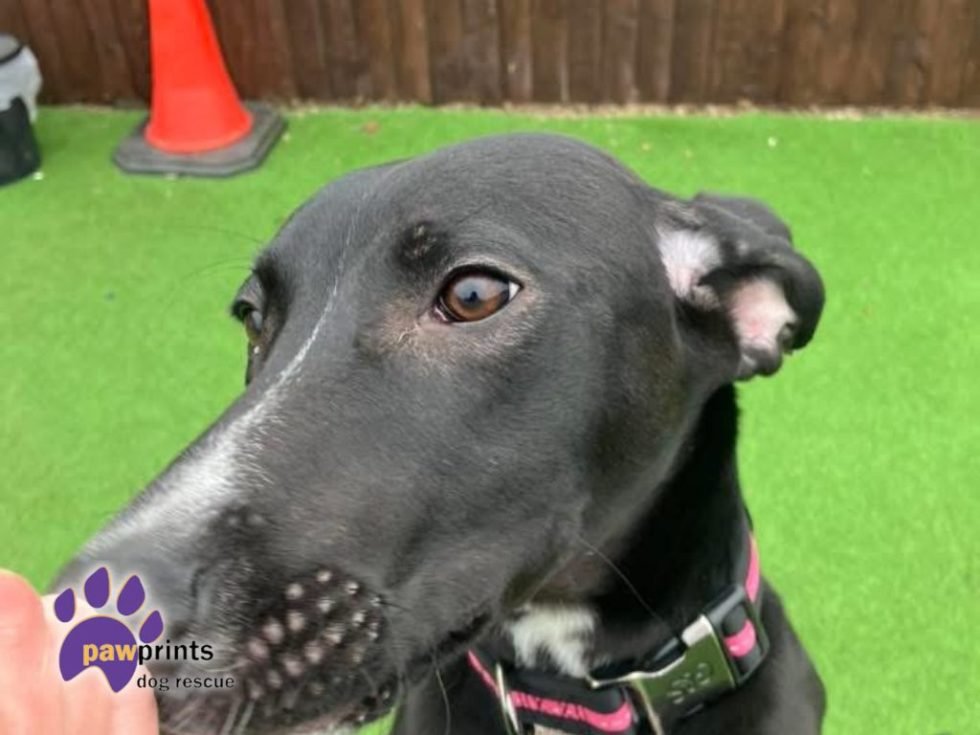 #rehomehour 
Juliet 8 month old Lurcher, all info here 
pawprintsdogrescue.org/dog/juliet/  
<a href="/PDRescue/">Pawprints Dog Rescue (UK)</a> UK