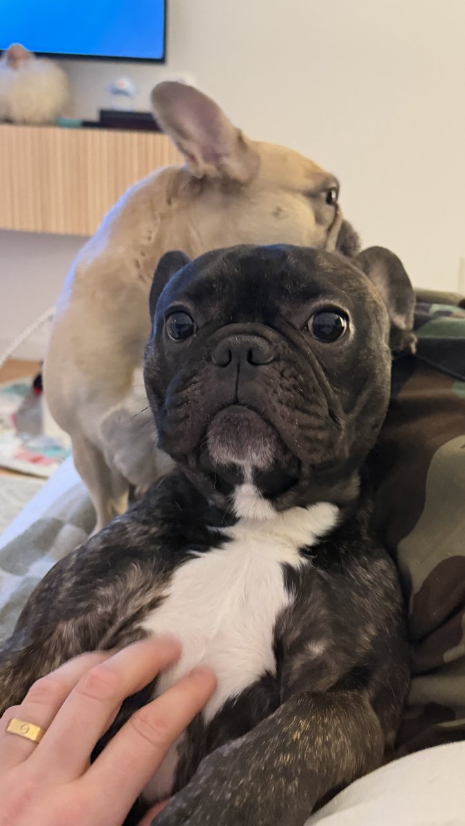 collin cornwell tweet media