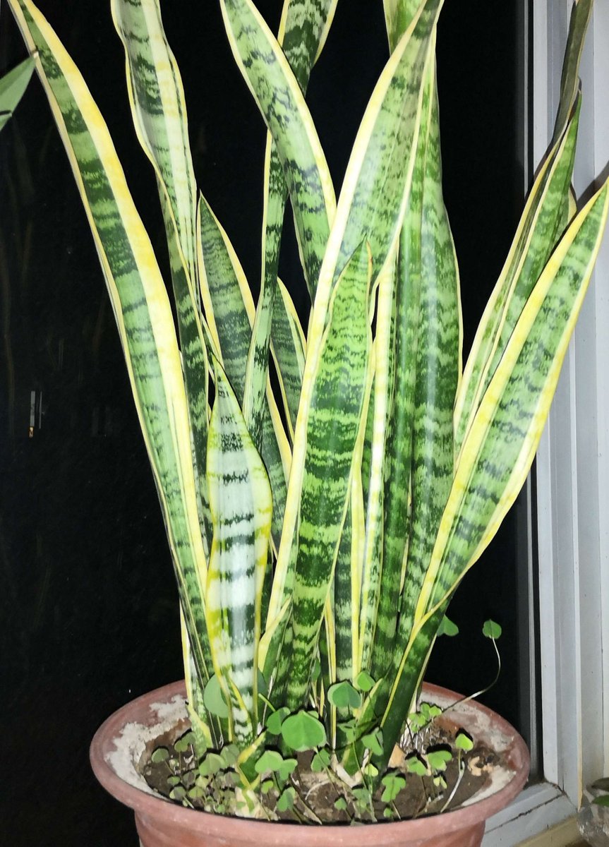 Goblinosaurus.eth tweet media