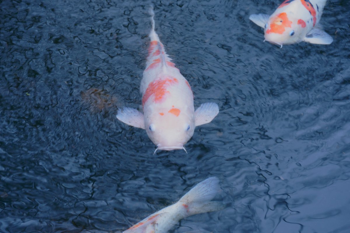 8jime1's tweet image. 餌はないよ

SONY ILCE-7M3(α7Ⅲ)
SIGMA 28-70mm F2.8 DG DN Contemporary

#photo 
#a7III