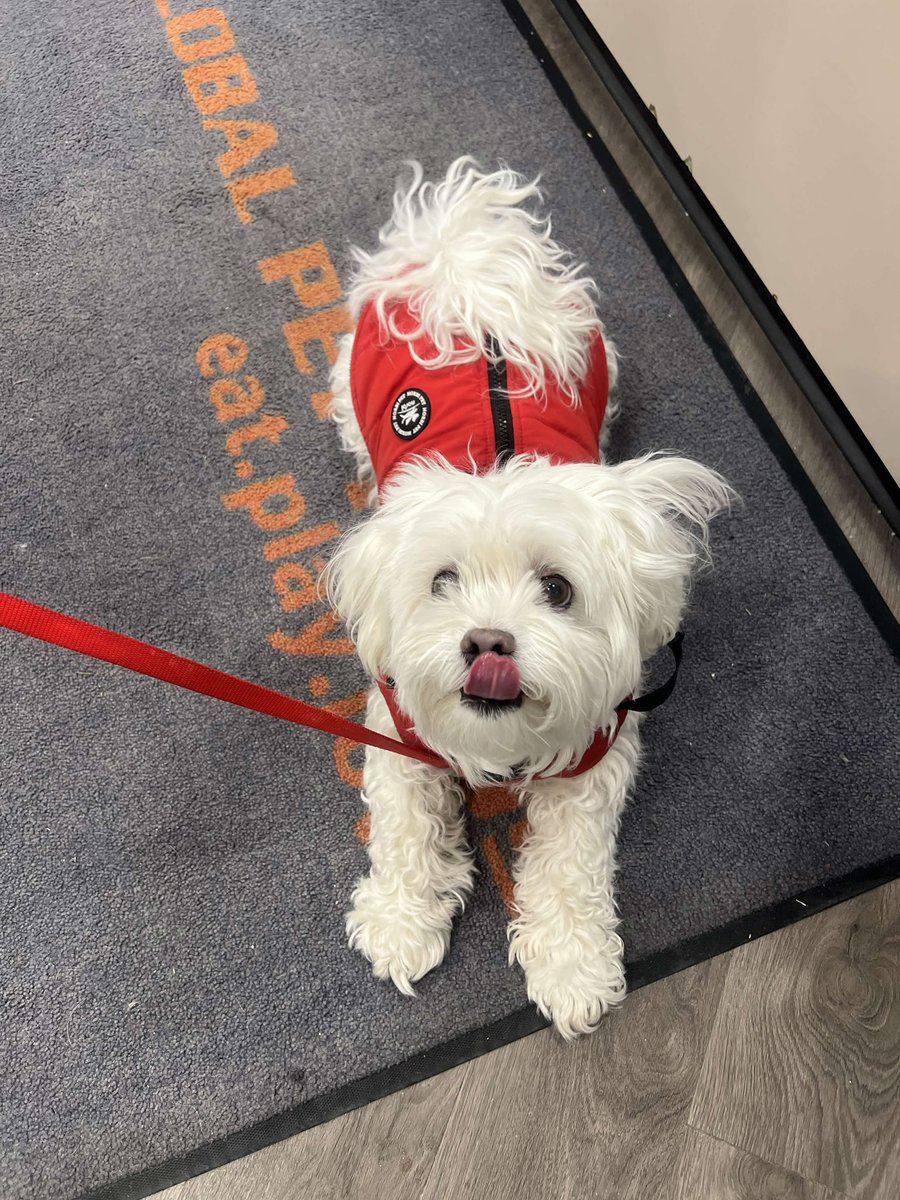 gpfyorkregion's tweet image. Rocky the 10 year old Maltese stopping by our Unionville location for treats! 😍🥰🐶

#maltese #dog #dogsofinstagram #treattime #yorkregion