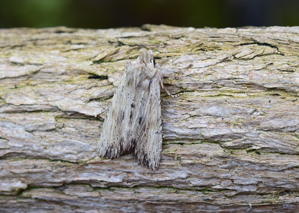 Neil Freeman tweet media