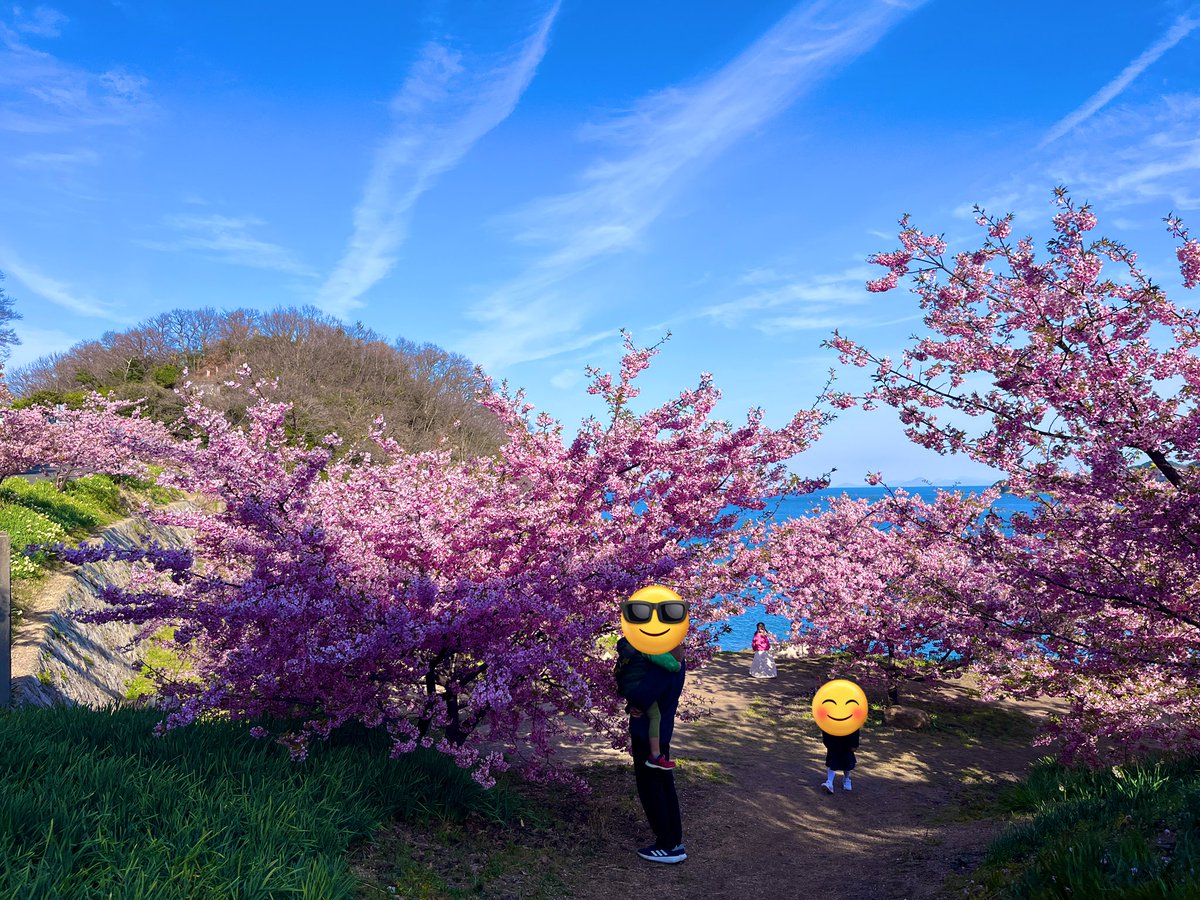 yellowblue0728's tweet photo. 寒かったですが、確実に春が来ました🌸
毎年の楽しみになっています。
この下の浜辺もお気に入り。

 #因島 https://t.co/Gjg2QvntqU