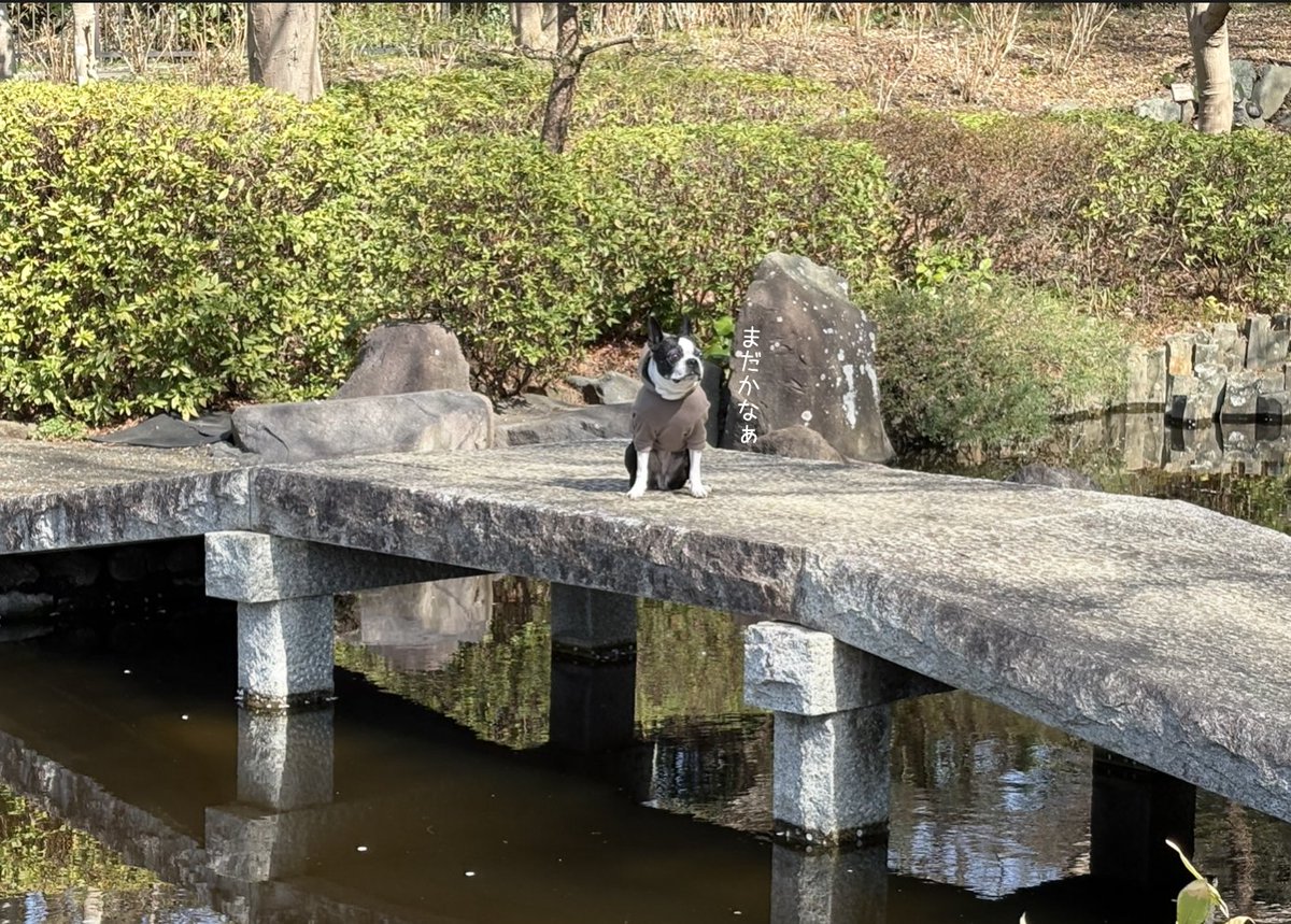bosterri_anne's tweet photo. 忠犬かな？ https://t.co/vLvnkxakFz