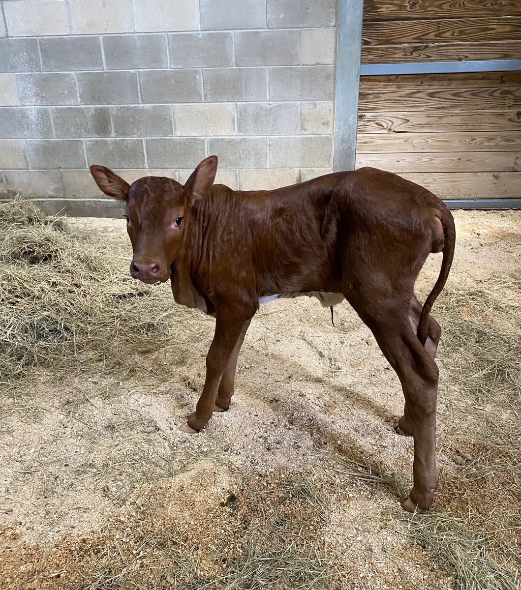 Scott Gustin tweet media