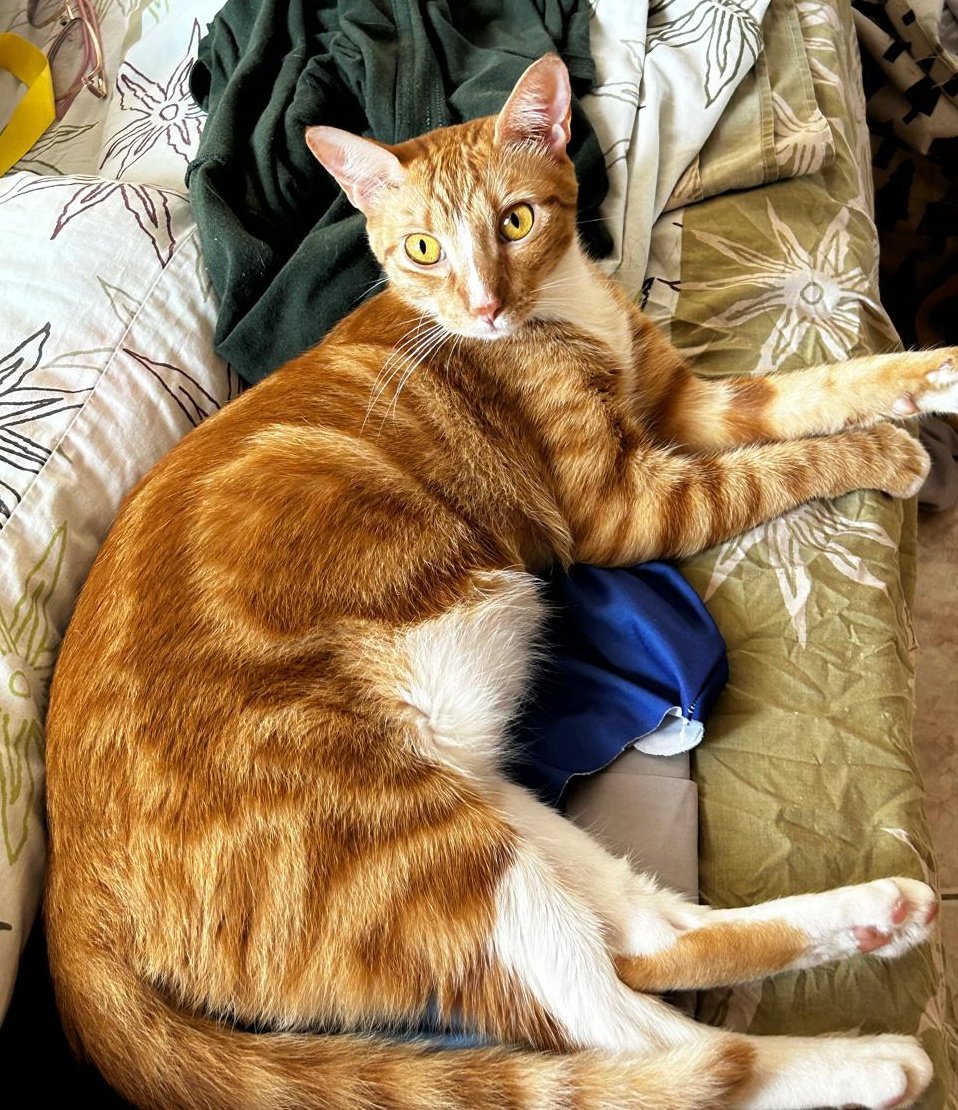 AlertaMePerdi's tweet photo. #PERDIDA #GUAYAQUIL
Nombre: #SOLMARIA
Fecha: 20/02/26
Sector: Norte, Samanes 2 Mz. 225
Sexo: Hembra
Raza: Mestiza
Obsv.: Naranja/amarilla fuerte, patas blancas en las traseras tiene como una mancha naranja, ojos amarillos, esterilizada
Contacto: 0958654240
#AlertaMePerdí https://t.co/XQ1KSfBqtw