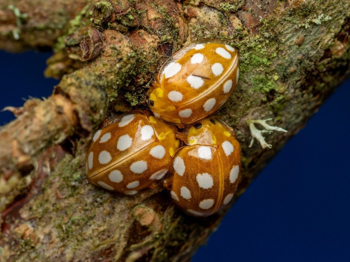 Biodiversity Ireland tweet media