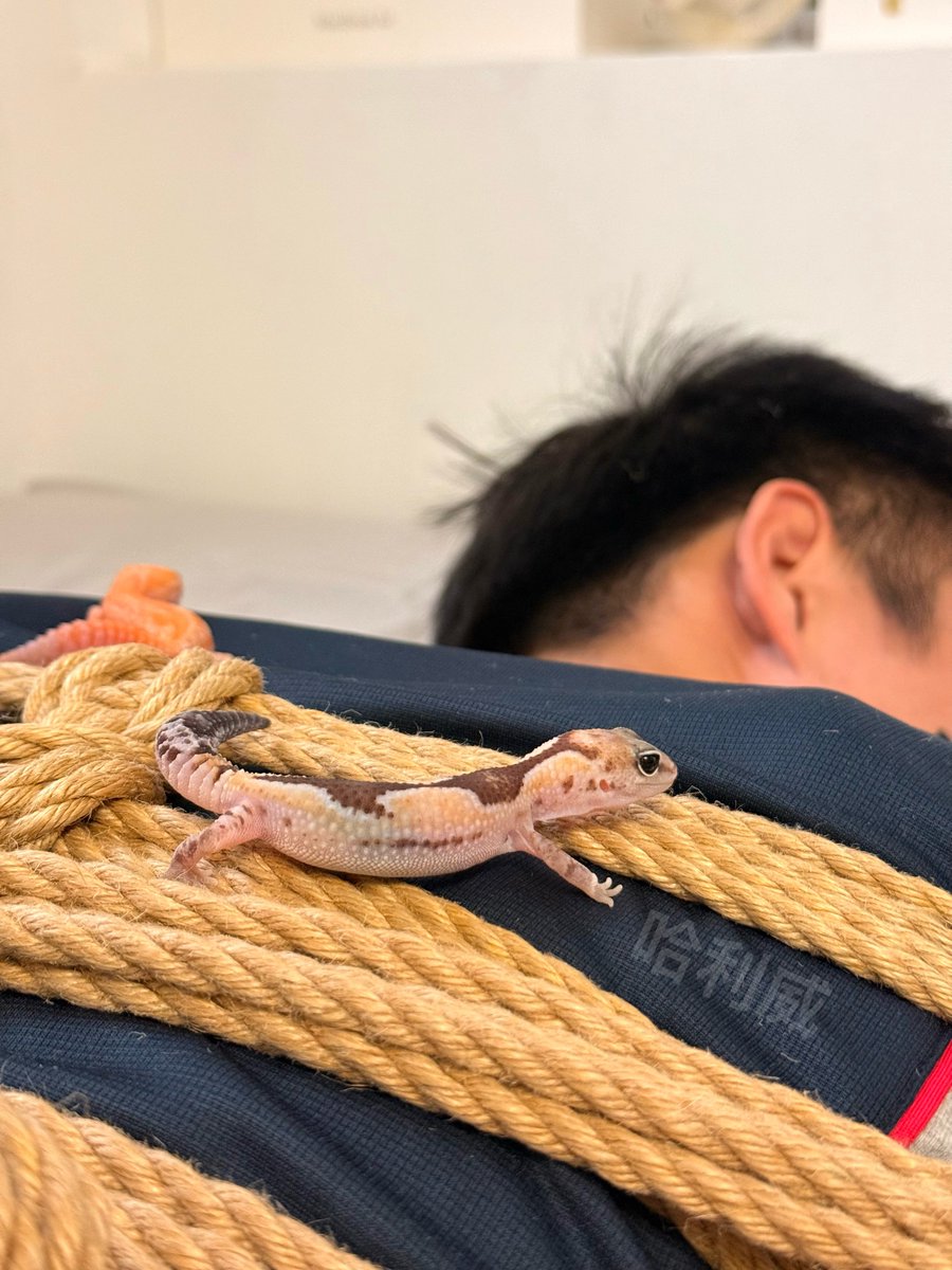 哈利威 tweet media