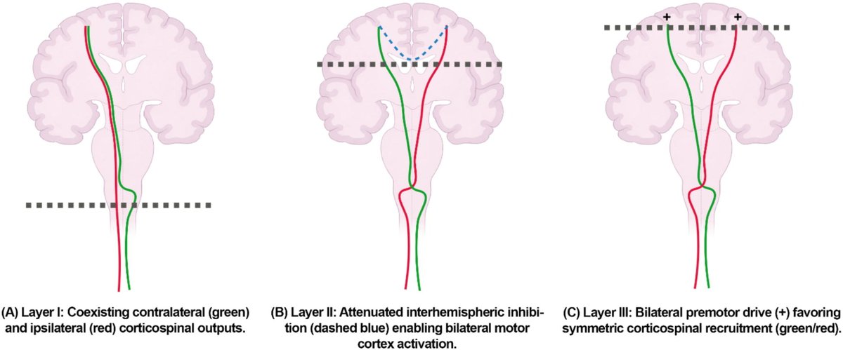 [Mirror movements] Sebastianelli et al.: 