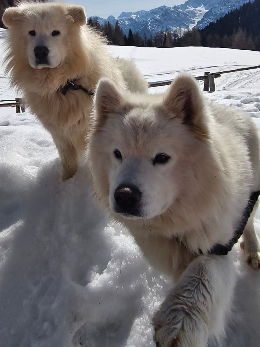 TurismoFVG tweet media