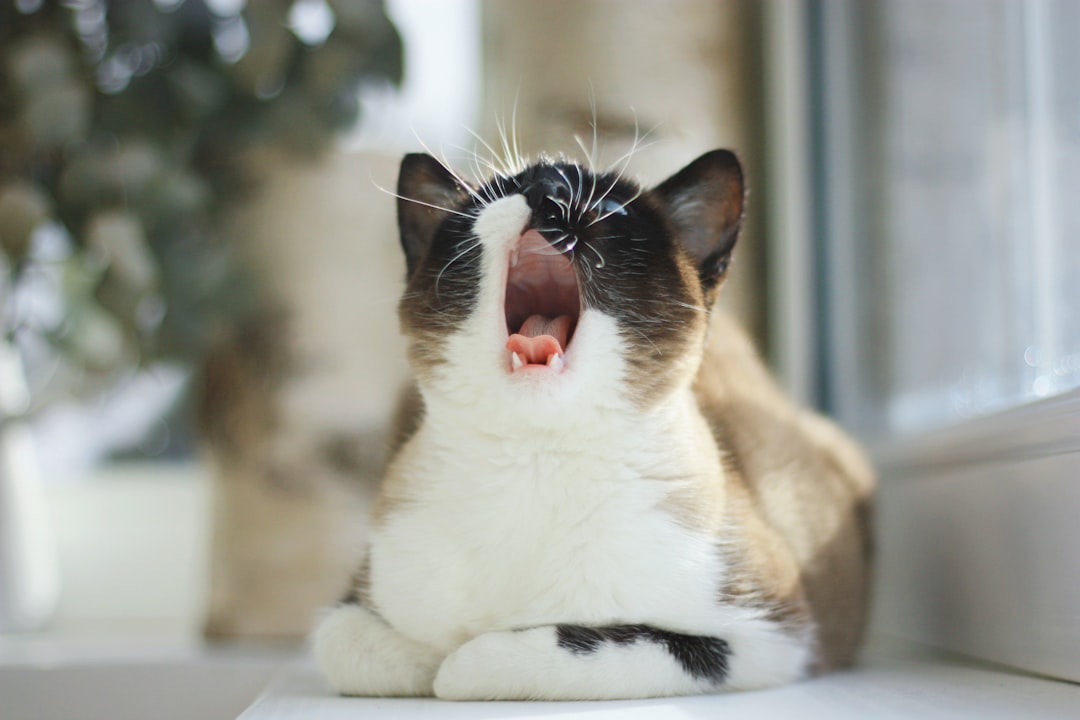 CatDailyZodiac's tweet image. 🧵 Is your Libra cat ruling the house like a furry king? 🦁 Here's their cosmic vibe today, March 10th! 🐾 Your feline's diplomatic skills (and demands) are off the charts! /1 What's their first order of business? #CatHoroscope #LibraVibes