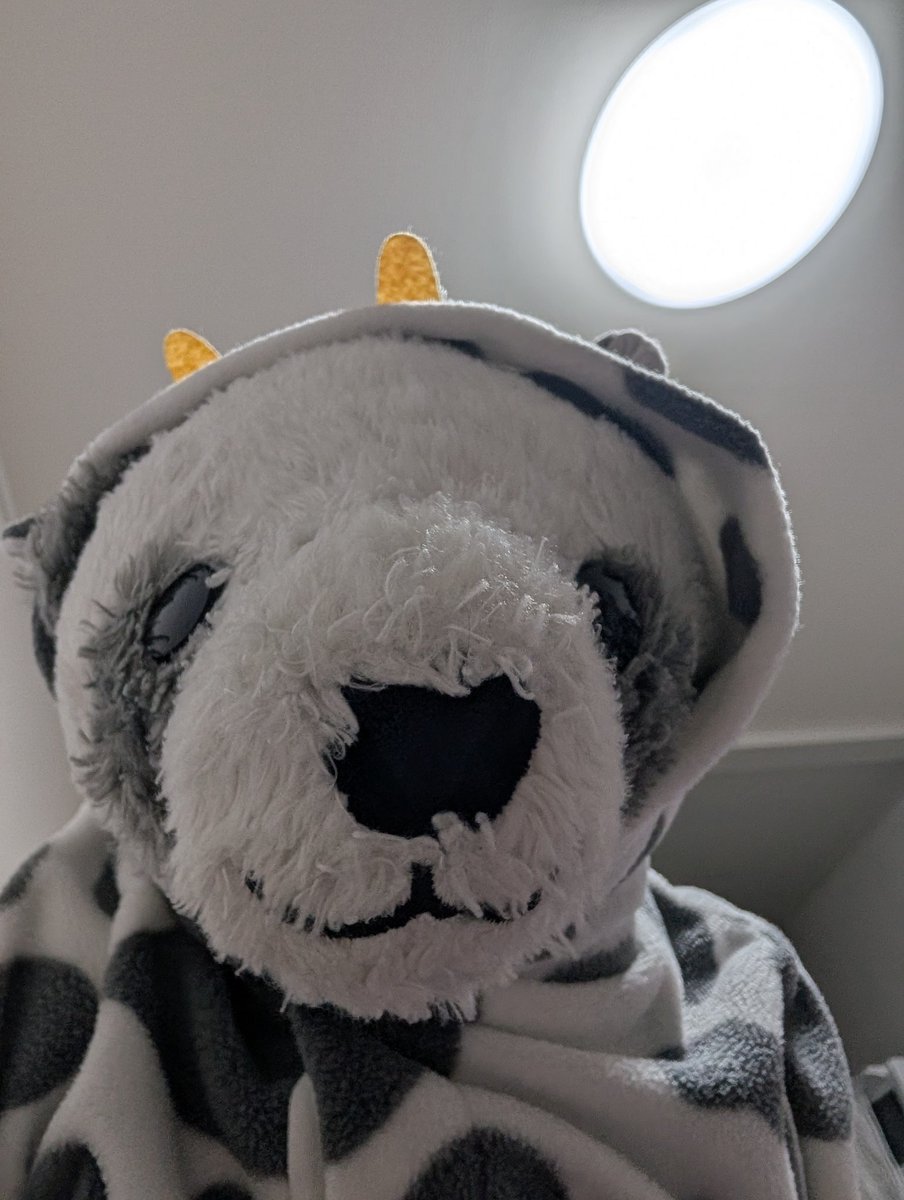 Pupepo08's tweet photo. #ぬいぐるみ  #ぬい撮り
思わぬ弱点を見つけてニヤッとしてるパンダ https://t.co/jmx6XIMVHI