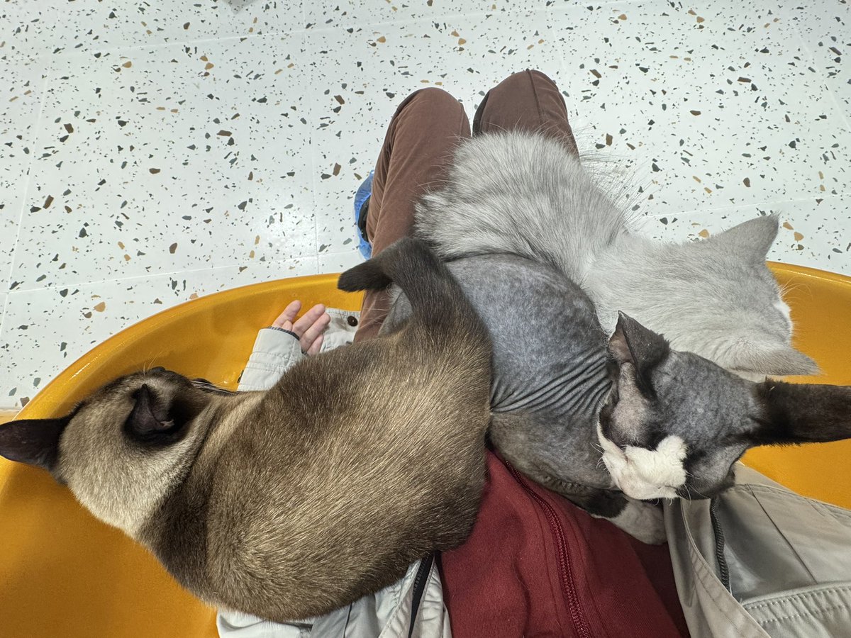 蒜香玛德琳 tweet media