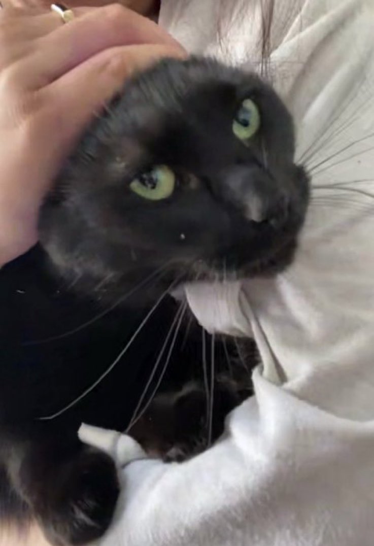 Cats with their heads held back tweet media