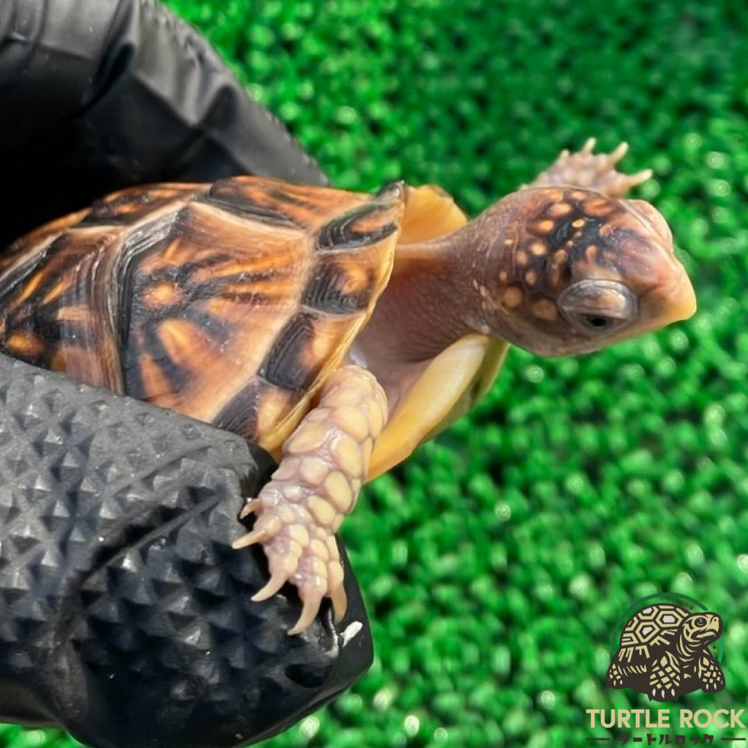 2025年孵化の #ミツユビハコガメ を3/15に開催されるEXOTIC REP&amp;AQUA EXPOに連れて行きます🐢

今季お譲りできる個体はこちらで全てとなりますので要チェックです！

#エキゾチックレプアンドアクアエキスポ #レプタイルエキスポ #エキゾチックレプタイルエキスポ