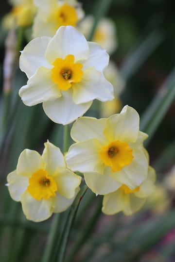 Jana Monji: The Dragon Lady 🐉 from Pasadena tweet media