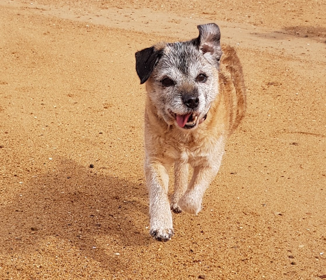 Lord Wicket 🐾🏴󠁧󠁢󠁳󠁣󠁴󠁿 feat. Lady Bogle 🐾🥰 tweet media