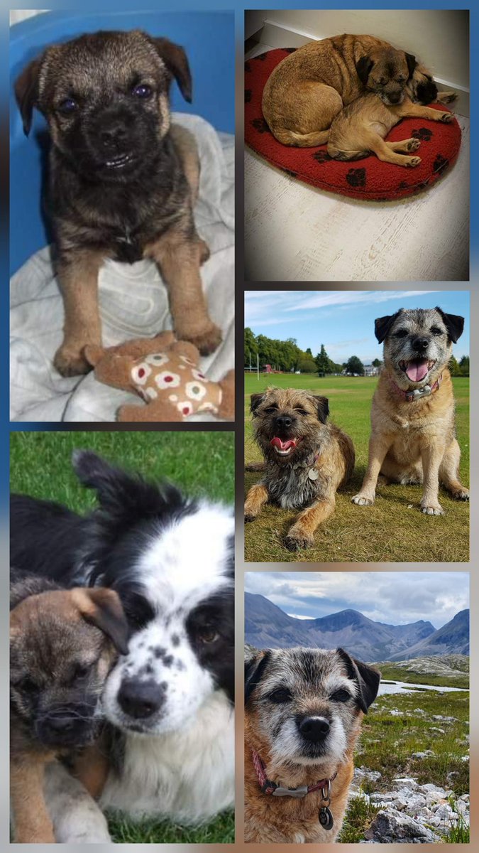 Lord Wicket 🐾🏴󠁧󠁢󠁳󠁣󠁴󠁿 feat. Lady Bogle 🐾🥰 tweet media