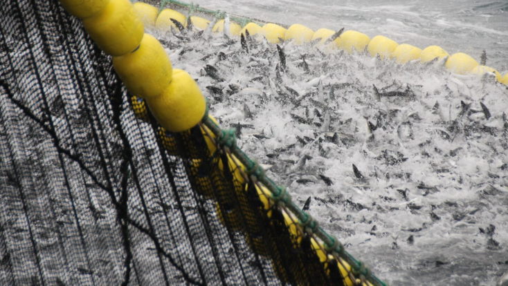 Undercurrent News tweet media