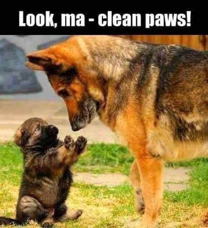 Heckin Good Dogs tweet media