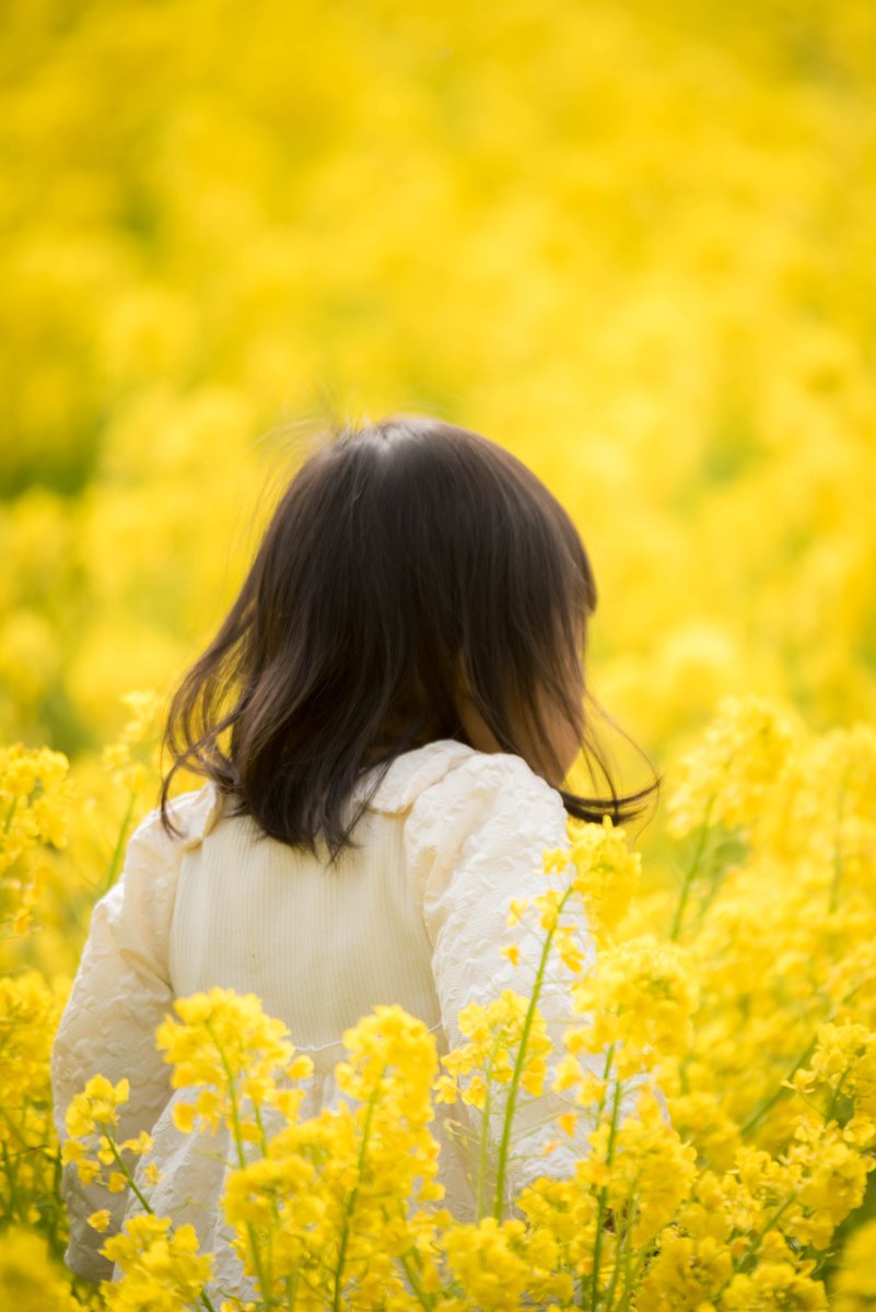 kuroneko794's tweet photo. #Photography #coregraphy #portraitt

菜の花撮影会のお手伝い現像オワター！菜の花＆ミモザ 恒例黄色被り色飛びで黄色お腹いっぱいです当分撮りたくない🤣

しかしホント菜の花は被るし飛ぶ向日葵はココまで酷くないのよね不思議？ https://t.co/orSzGb6CzQ