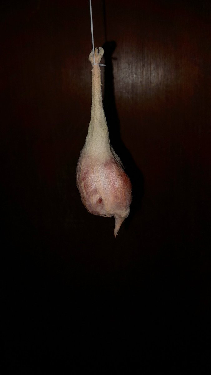 outtboxer's tweet photo. Look what my Pamelo furit had inside it  😭 https://t.co/hMf8MmNMfm