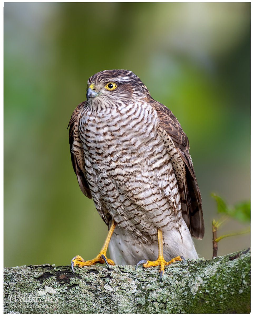 John Gardner tweet media