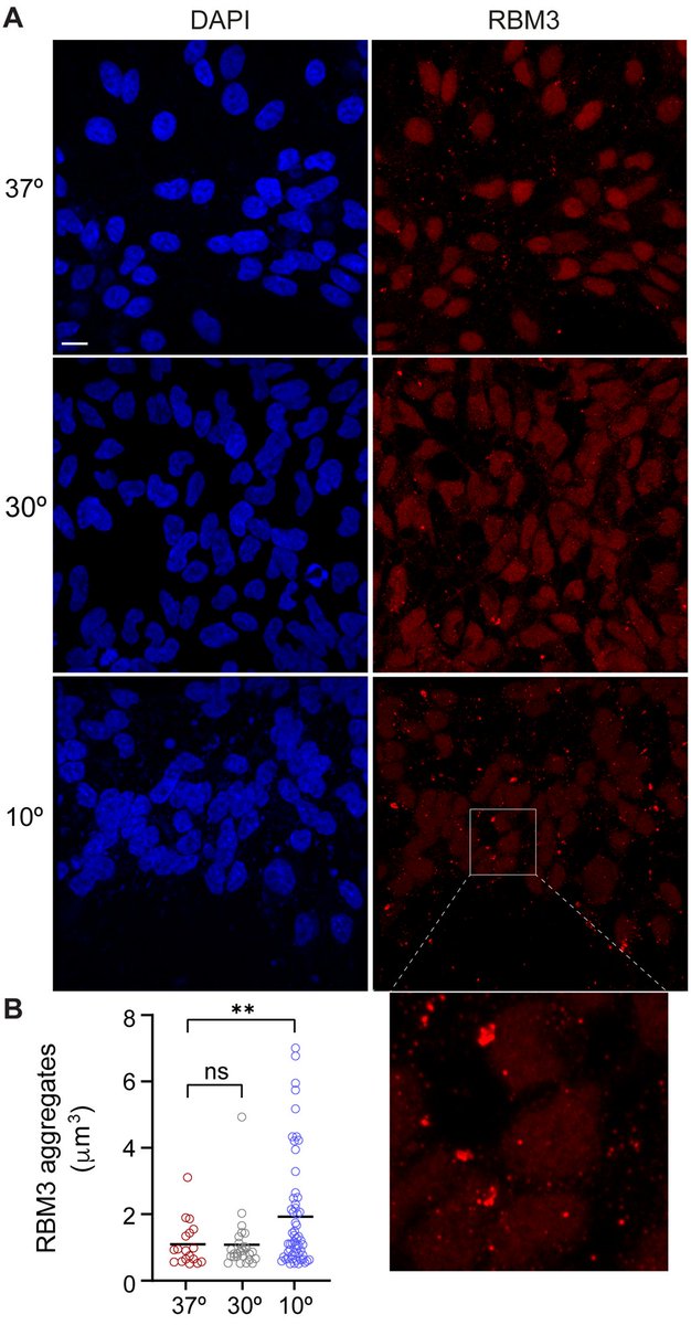 Biology Open tweet media