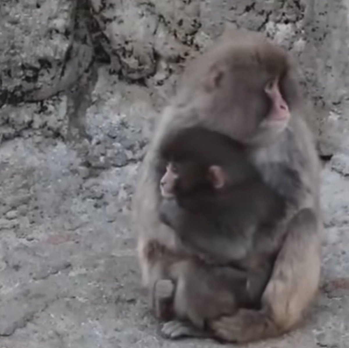 오늘 작은 펀치가 친구한테 안겼어요 🥹🐒
용감한 우리 펀치 최고 🫶🏻✨
마음이 다 따뜻해진다,,진짜 심쿵 💖

#punch #punchi