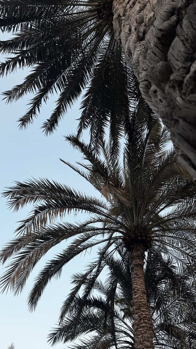 سـواد🕊️🖤 tweet media