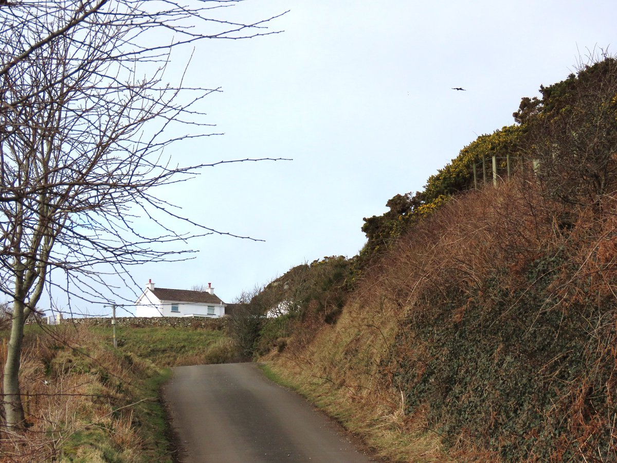 Rathlin Stickybeak tweet media