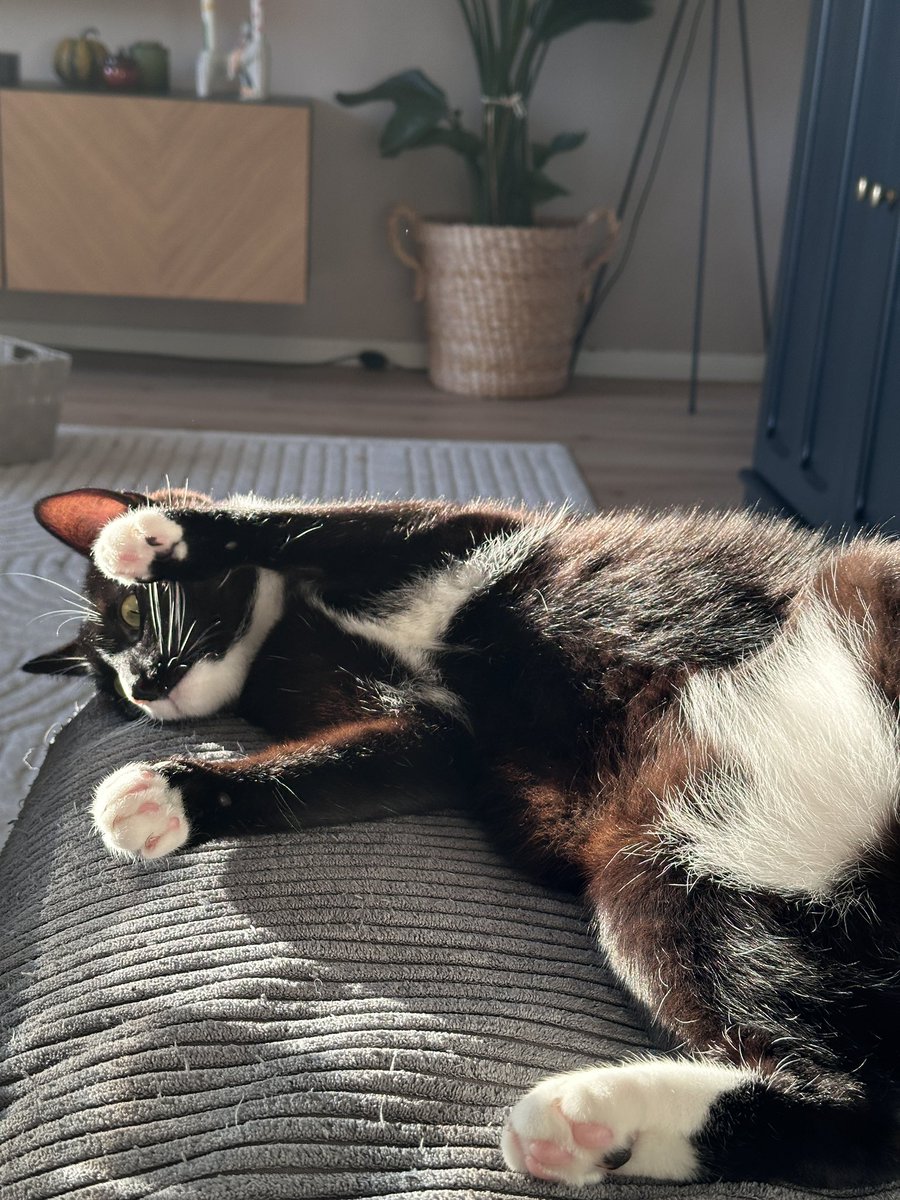 ninskatv's tweet photo. ❗️ VERMISST ❗️
Falls ihr aus Reinbek oder Umgebung kommt, bitte haltet Ausschau nach meinem baby :( https://t.co/OlxX0tcdrj