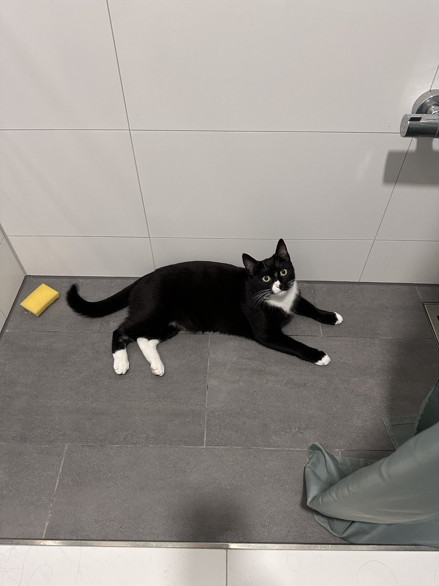 ❗️ VERMISST ❗️
Falls ihr aus Reinbek oder Umgebung kommt, bitte haltet Ausschau nach meinem baby :(